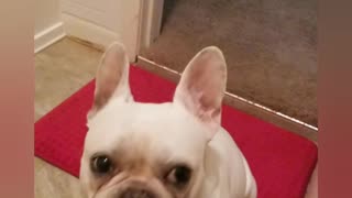 French bulldog thinks someone is in the house