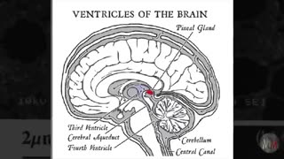 PINEAL GLAND ACTIVATION BY DR. JOE DISPENZA