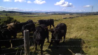 Cows and Westhill Sept 2023