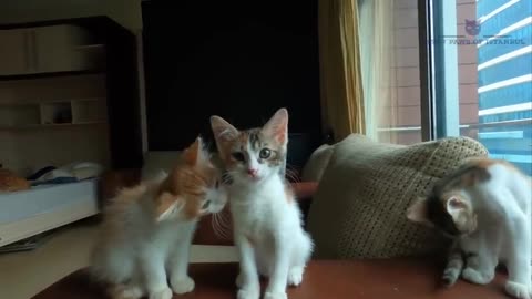 KiTteNs rEsCuEd / FuNnEy ViDEos