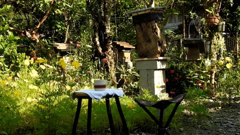 Garden Stingless Bees | Aceh, Sumatra, Indonesia
