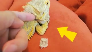 Bearded Dragon is shedding Cute animal/pet/lizard