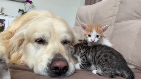 Adorable Golden Retriever and Funny Tiny Kittens