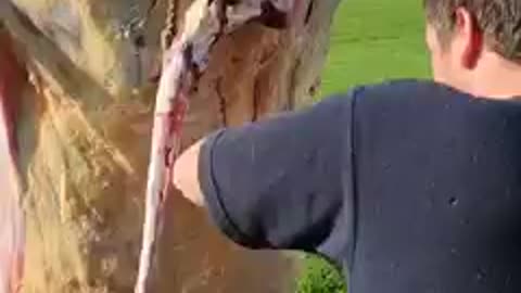 How to Skin a Beef Cow and Remove the Hide