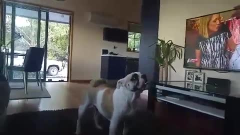 Frankie the Aussie Bulldog ball catching skills