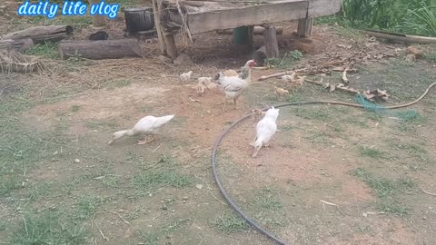 Flocks of chickens picking up grain on the outside