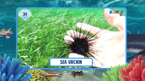 100 Sea Animals Collection - Learning Aquatic Animals Names and Videos