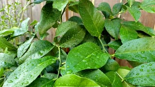 How to grow lemon plants from store brought lemon