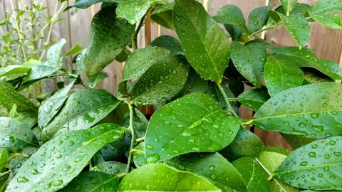 How to grow lemon plants from store brought lemon