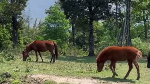 Relaxing white noise in the morning with horses herd 😍😍