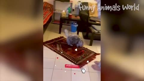 Funny Catsdog videos prank ever 🫰🫰