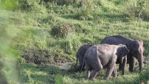 Beautiful elephant video 🐘🐘🐘🐘