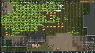 Brewing beer and working on the wall - Rimworld : ep20 bugkilla