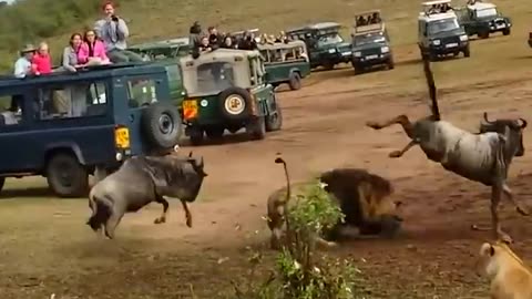 Lion ambush at wildebeest crossing