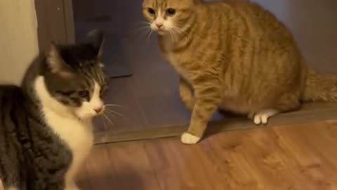 Cats Fighting