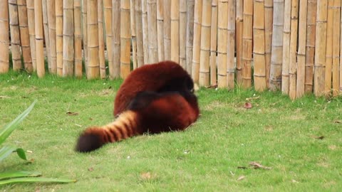 The red panda