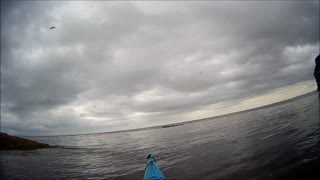 Orcas eat sea kayaker! (hunt seals really)