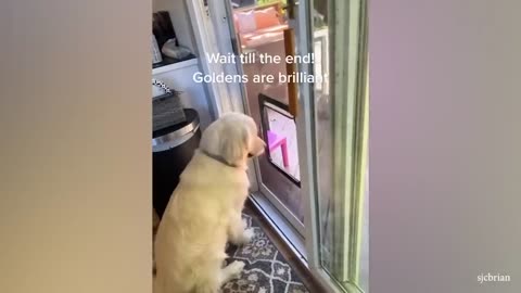 When you need a dog for protection but get a comedian - Funny Animals 2023