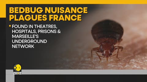 France faces bed bug nuisance ahead of 2024 Paris Olympics