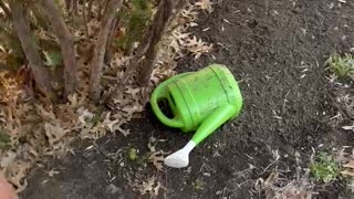 Watering the plants