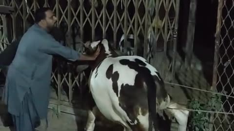 Cow unloading vlog full shapater #shortvideo #viral #shorts