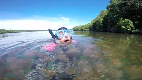 Diver Swims in Lake Full of Beautiful Stingless Jellyfish