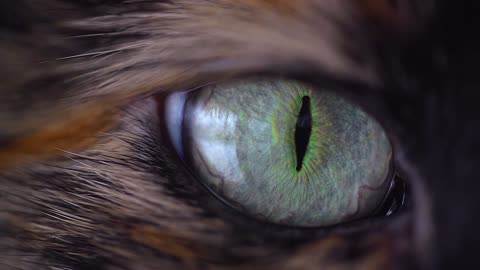 ANIMAL EYE