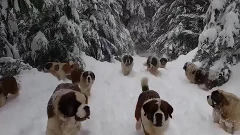 Dogs in Snow.