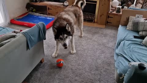 Husky Shows Instant Regret After Doing It!