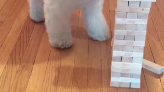 Dog plays jenga