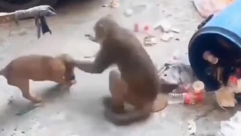 Monkey angry with dog