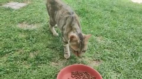 Funny Cat Videos - Cute Kittens