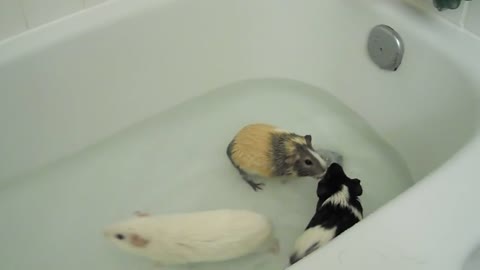 Guinea Pig Tub Time