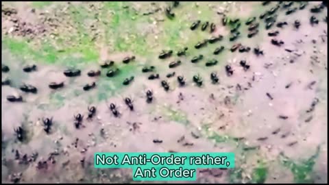 Not Anti-Order rather, Ant Order!