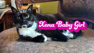 Xena Baby Girl sprawled & sniffing for treats!