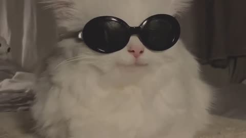 cat with sunglasses funny