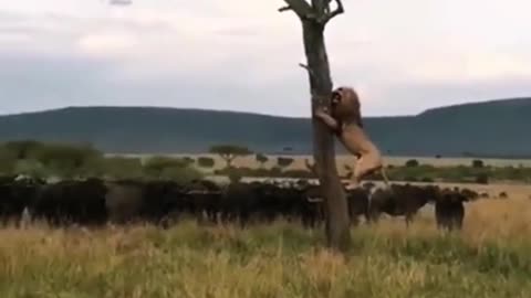 The lion can bend and stretch