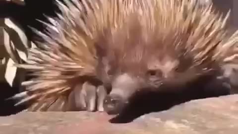 The echidna is very impressive in its appearance