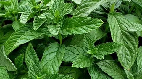 Potted mint, a powerful healthy herb