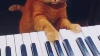 NOTHING TO SEE HERE JUST A CAT 🤪PRACTICING PIANO