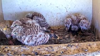 The mother kestrel brought back delicious food, and the baby eagle was very happy