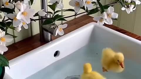 baby duck taking a bath
