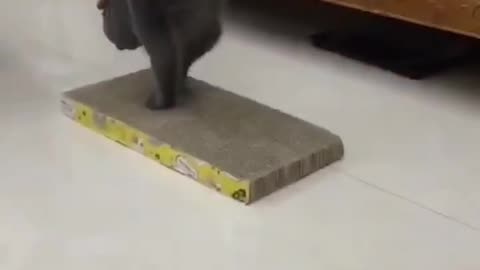 Cat funny way to walk
