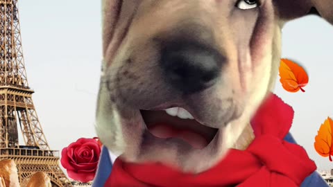 LA VIE EN ROSE Music Video - Dog singing video - PicthePit - AmiAndPicThePup