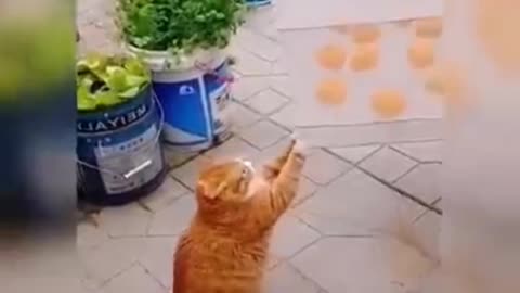 Funny Animal - Naughty Cat - Cat playing