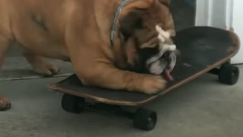 Bull dog obsessed with his skateboard Hates when his parents try to take it away from him