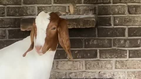 A Musical Goat