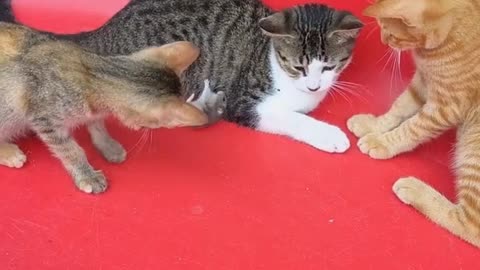 Cat funny Cat cute videos ICat funny videos | Cat playing I cat memes videos I cat kittens videos