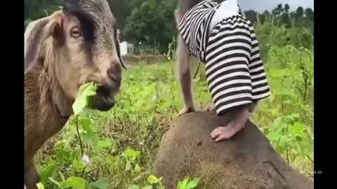 Animals Moments Goat With Monkey
