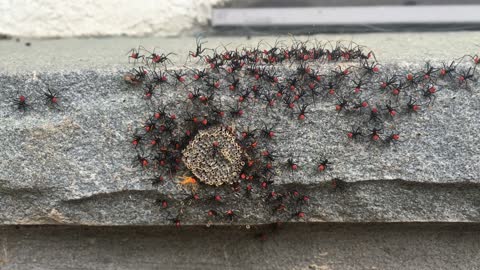 Assassin Bugs, Freshly Hatched